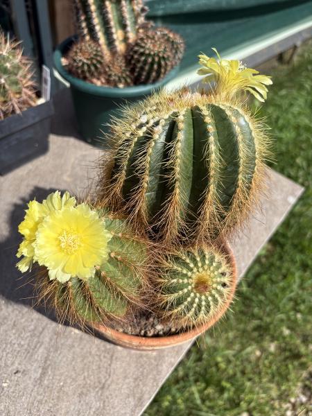 Parodia warasii